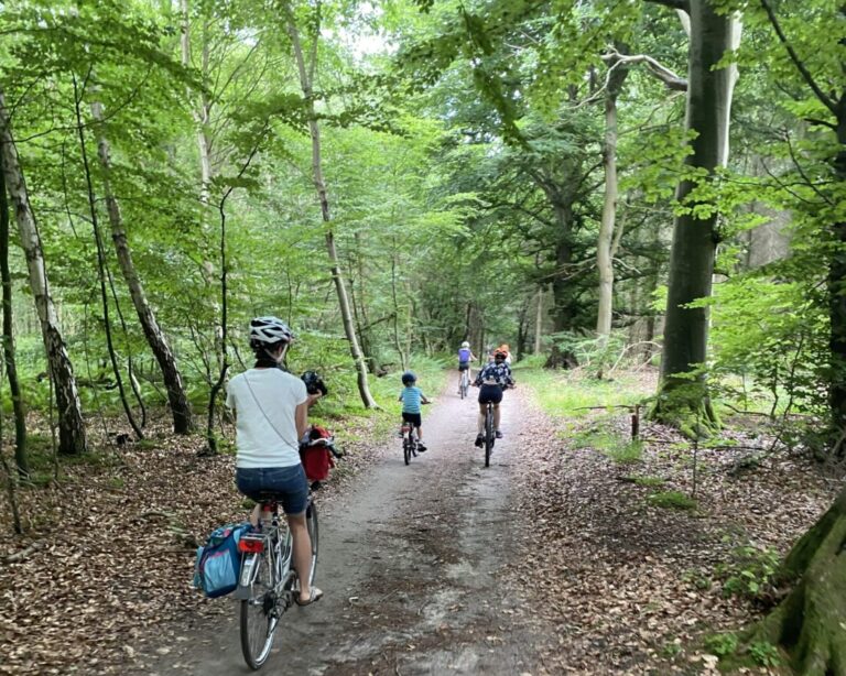 Vier Personen fahren mit dem Fahrrad auf einem unbefestigten Weg durch einen grünen Wald.